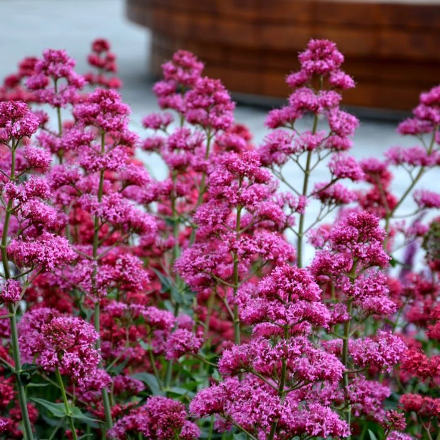 Centranthus crează o pată de culoare minunată în grădină. 