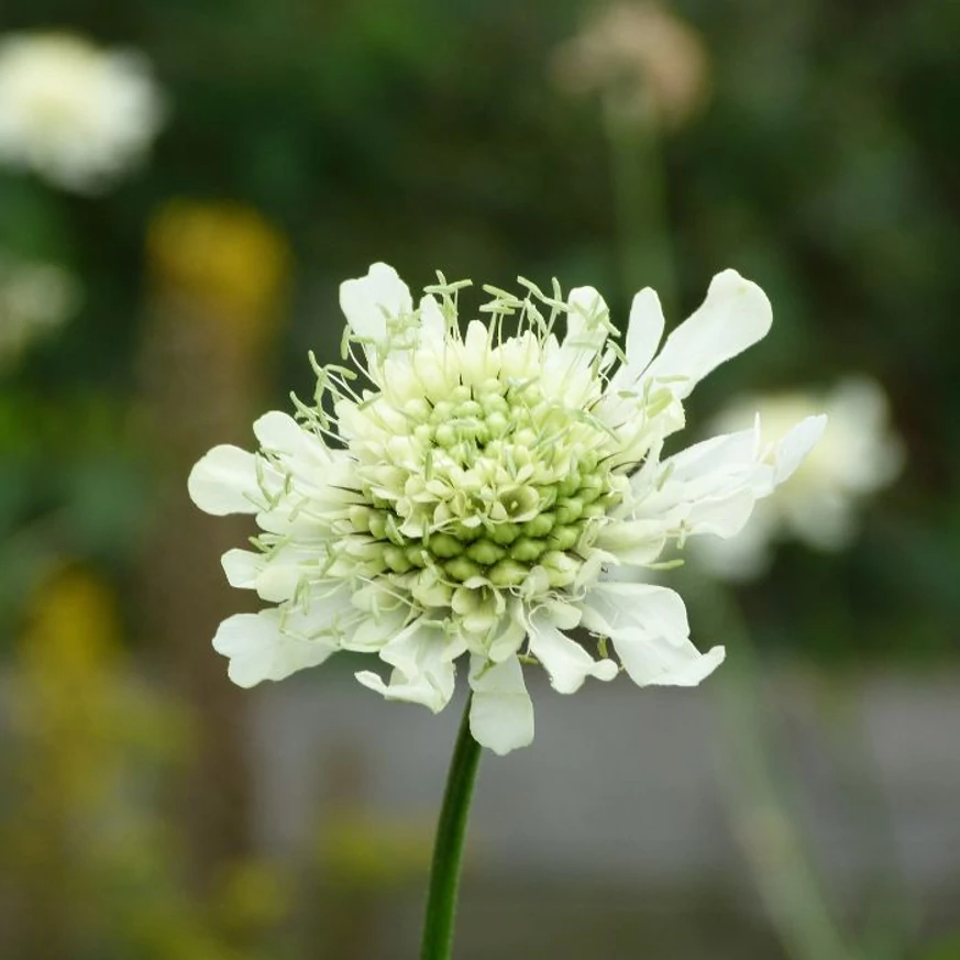 Cephalaria gigantea - Cephalaria uriașă
