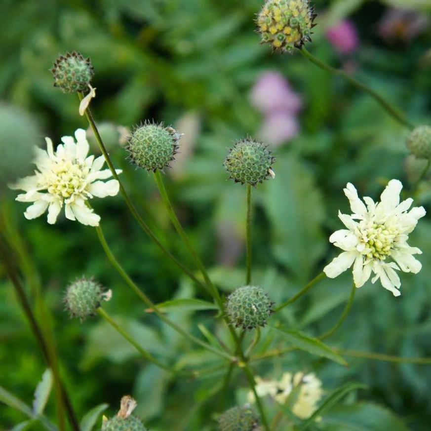 Cephalaria gigantea - Cephalaria uriașă