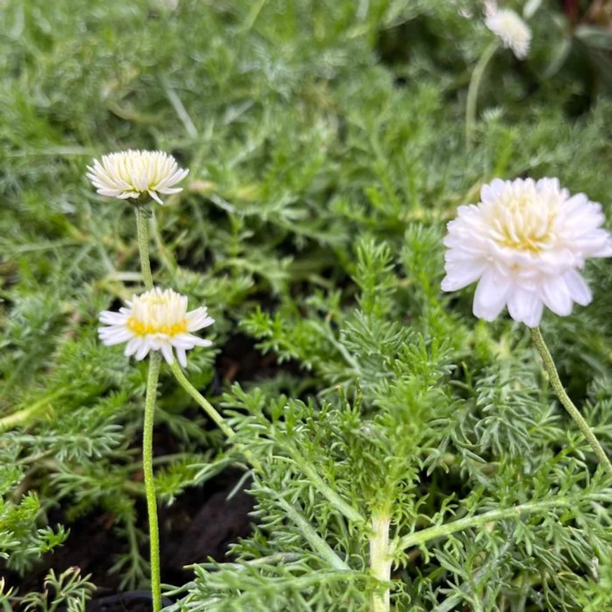 Florile gingașe a mușețelului roman. 