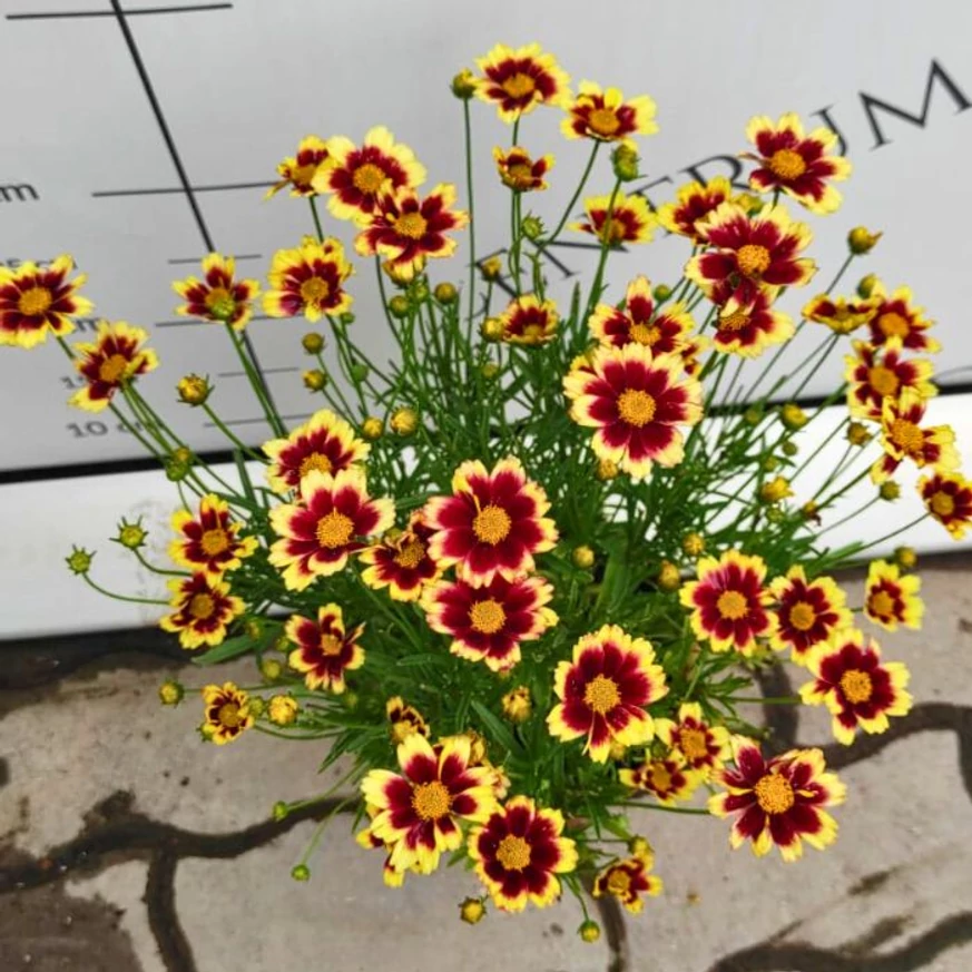 Coreopsis Little Bang Red Elf înflorește abundent pe parcursul verii. 