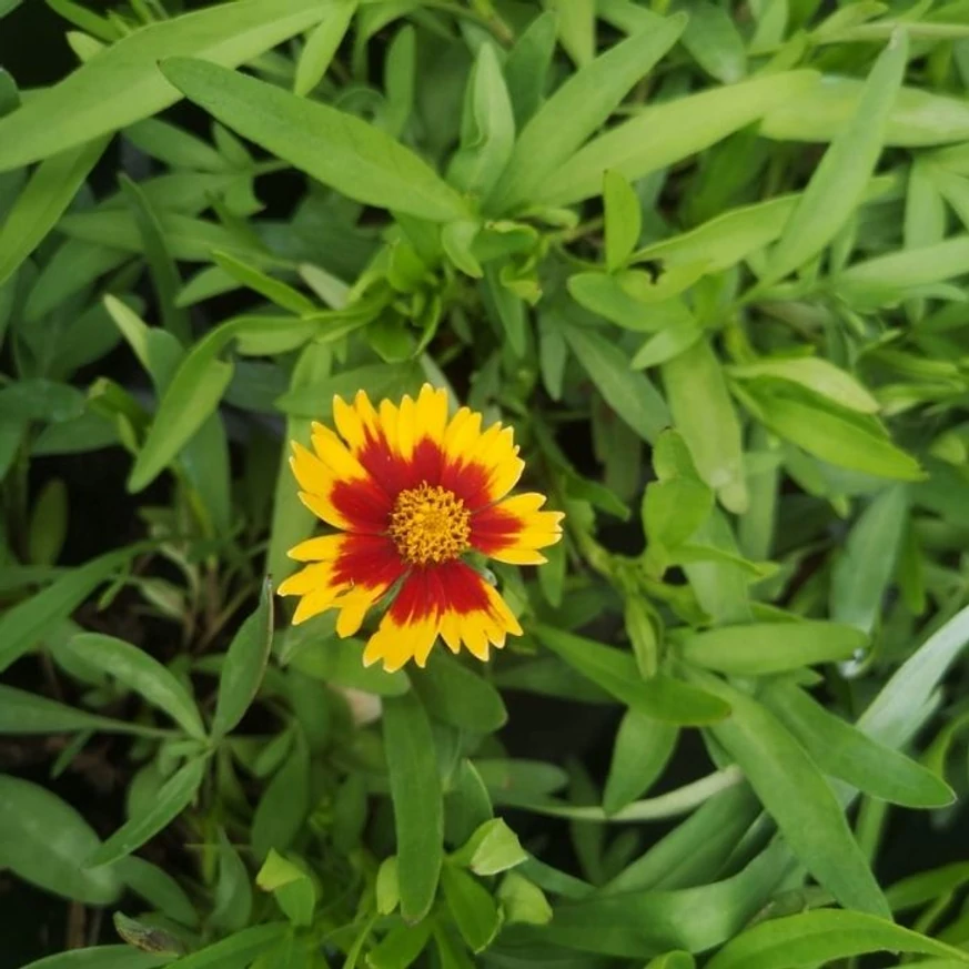 Florile și frunzișul plantei Coreopsis Li'l Daybreak.
