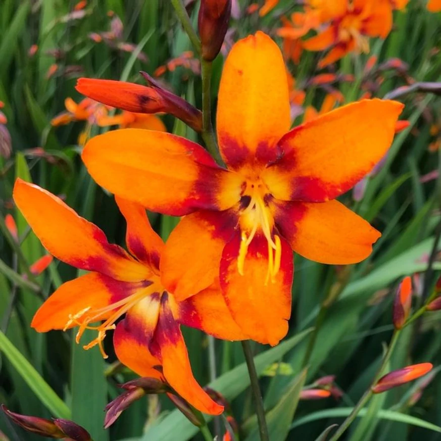 Florile portocalii ale Crocosmiei Emily Mckenzie.