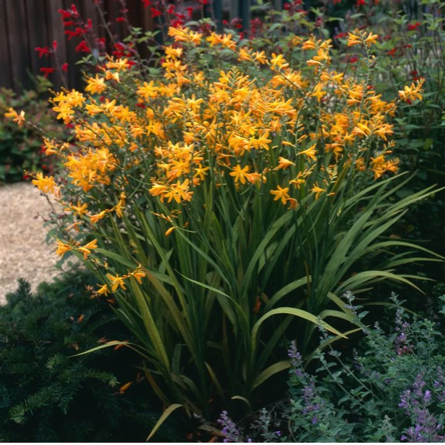 Crocosmia este o plantă perenă impresionantă. 