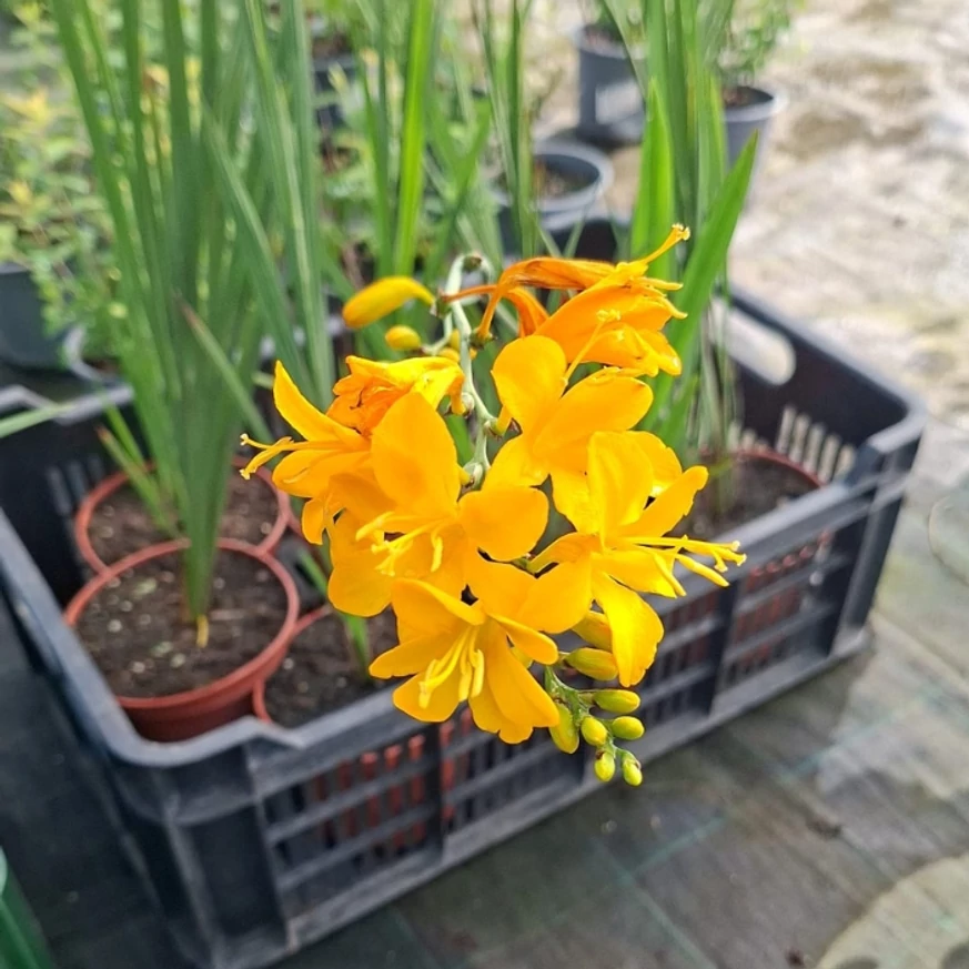 Crocosmia în timpul înfloririi în pepiniera noastră în luna septembrie. 