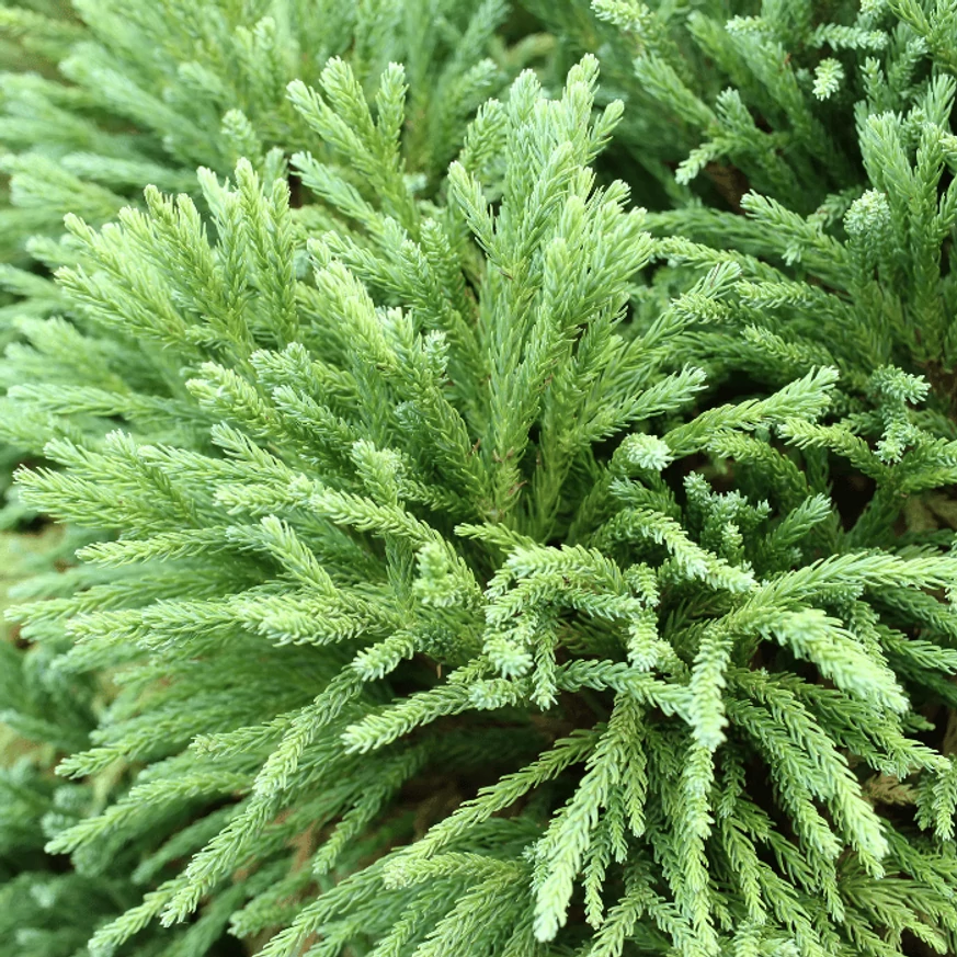 Frunzișul cedrului japnez este verde viu și veșnic verde. 