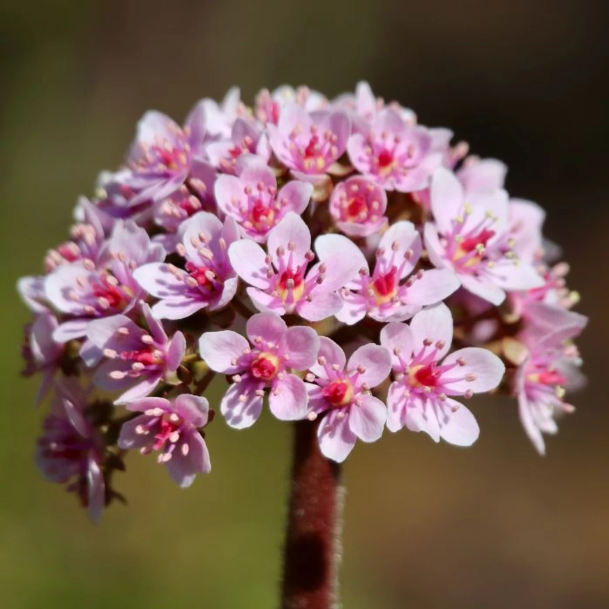 Darmera peltata K2 - Umbreluță
