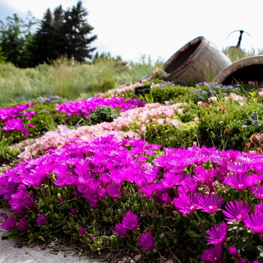 Floarea de cristal Delosperma cooperi, plantă perenă cu înflorire îndelungată, ideală ca plantă de bordură.
