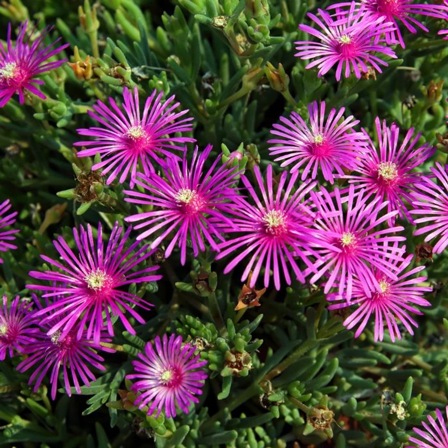 Floarea de cristal decorează nu doar prin florile sale vibrante, ci și prin frunzișul său decorativ.