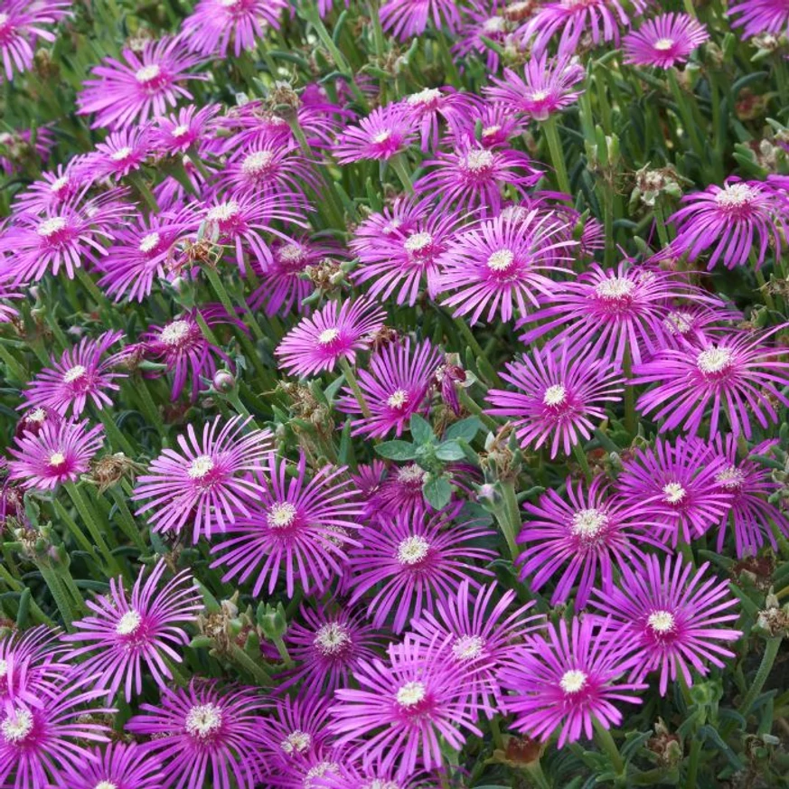 Vara, floarea de cristal formează un adevărat covor de flori, fiind o excelentă plantă acoperitoare de sol.
