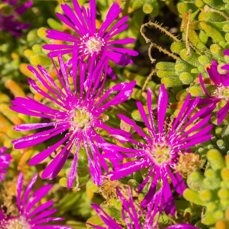 Florile purpurii ale Delosperma spalmanthoides Aurea.