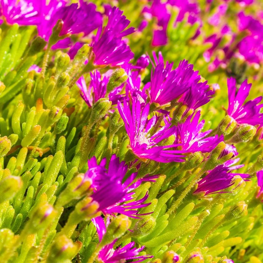Delosperma spalmanthoides Aurea înflorit.