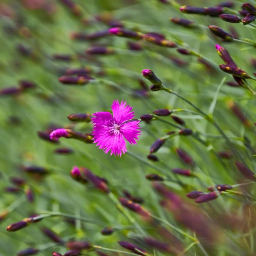 Dianthus carthusianorum CS9 - Garofiță