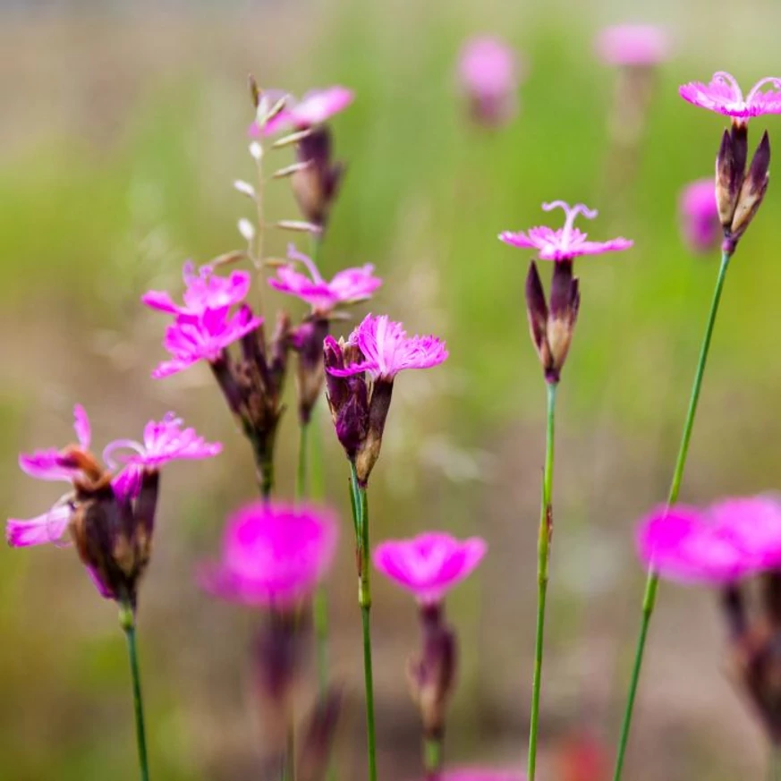 Dianthus carthusianorum CS9 - Garofiță