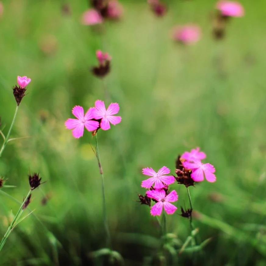 Dianthus carthusianorum CS9 - Garofiță
