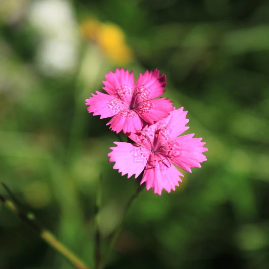 Dianthus carthusianorum CS9 - Garofiță