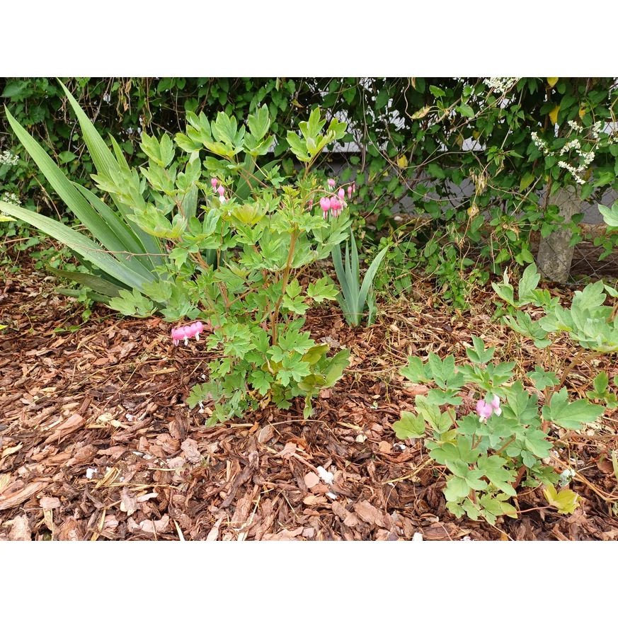 Dicentra spectabilis roz plantat într-un strat de flori. 