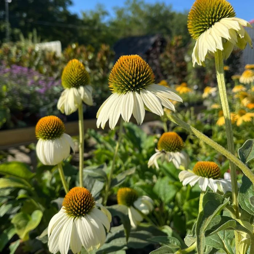Echinacee albă la începutul lunii august în grădina noastră.