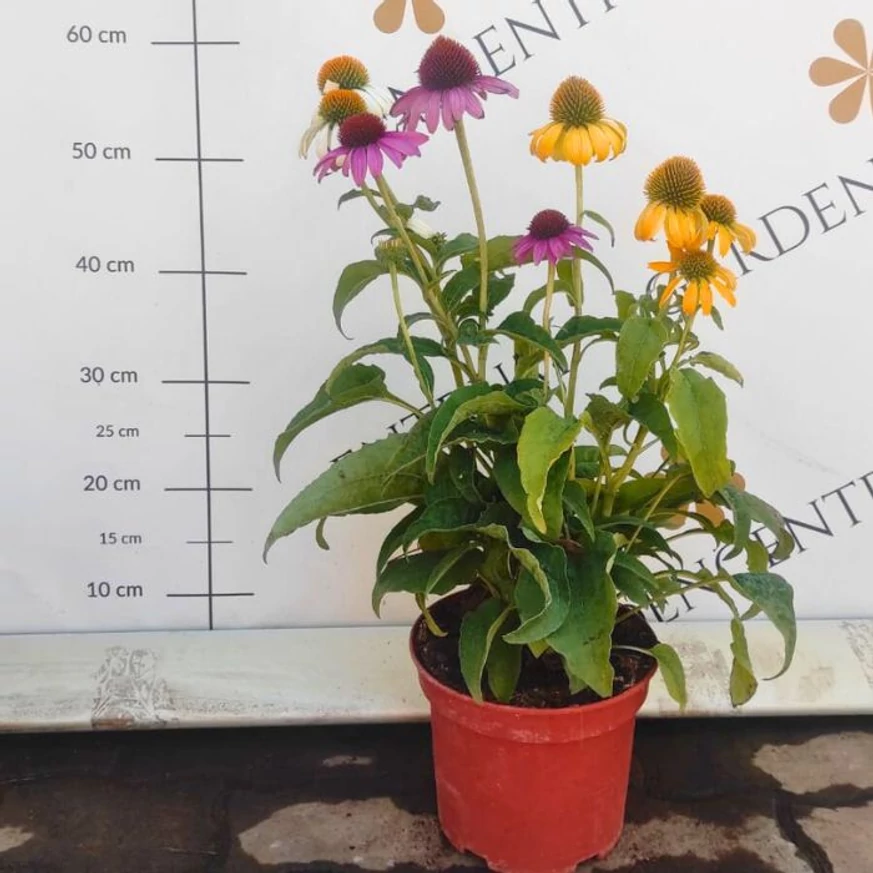 Echinacea purpurea Mix XL - Echinaceea