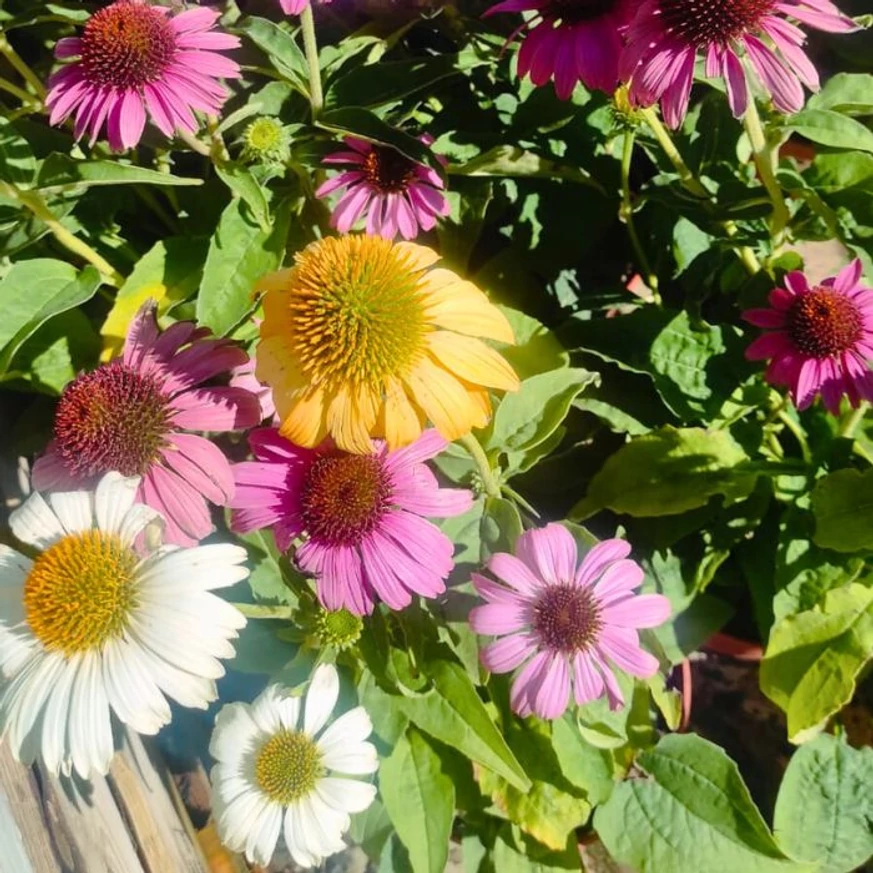 Echinacea purpurea Mix XL - Echinaceea