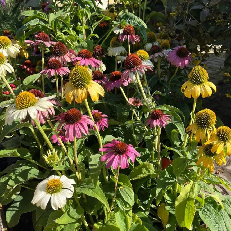 Echinacea purpurea Mix XL - Echinaceea
