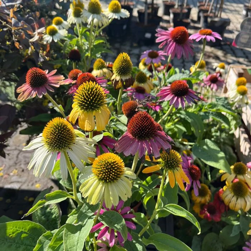Echinacea purpurea Mix XL - Echinaceea
