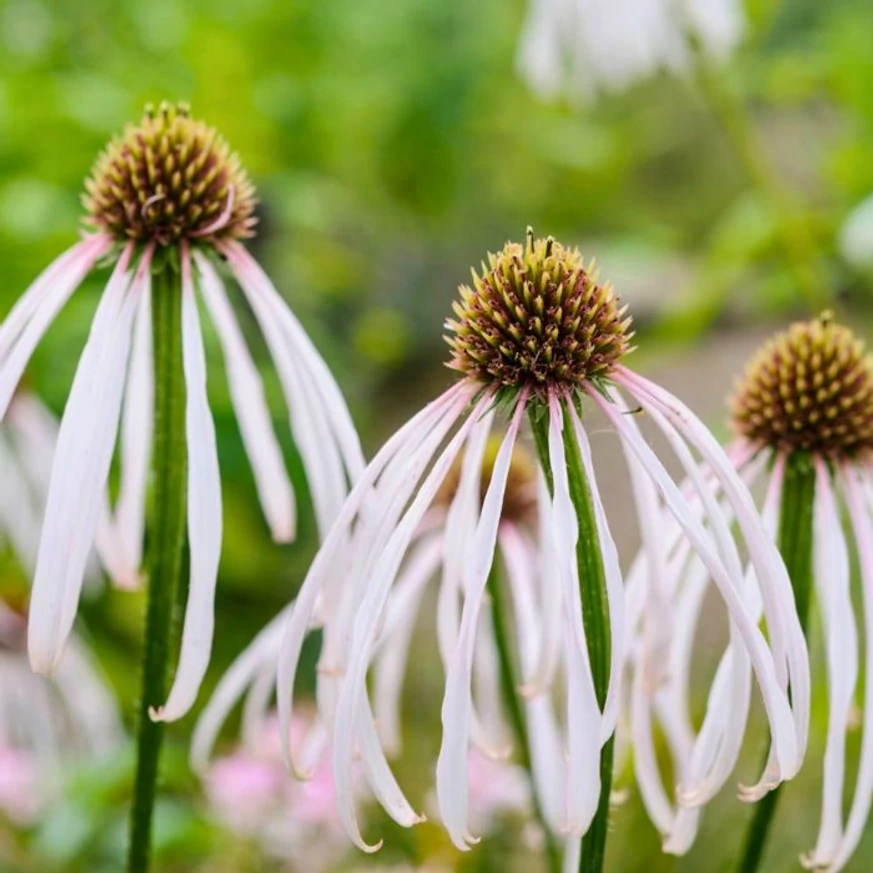 Echinacea pallida Hula Dancer CS11 - Echinaceea