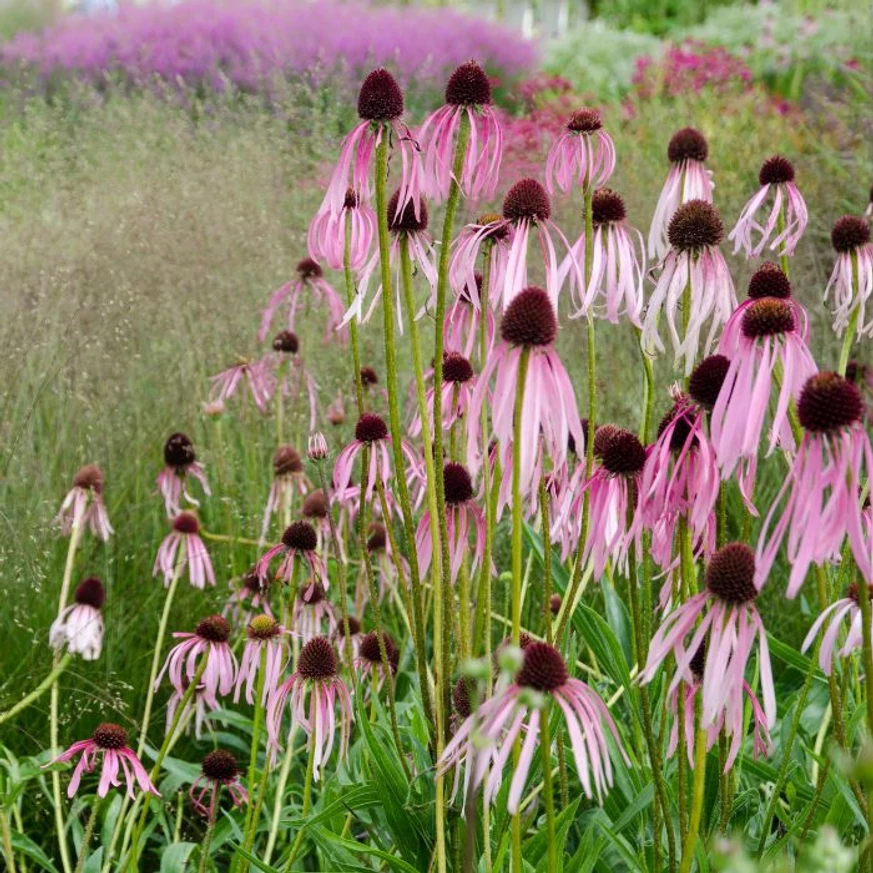 Echinacea pallida arată minunat plantat împreunî cu ierburi ornamentale. 