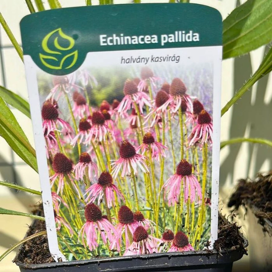 Eticehta plantei perene Echinacea pallida. 