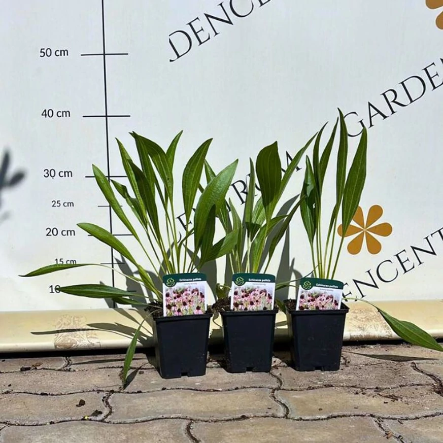 Echinacea pallida în pepiniera noastră în luna august. 