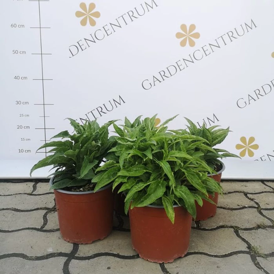 Echinacea purpurea Mix XL - Echinaceea