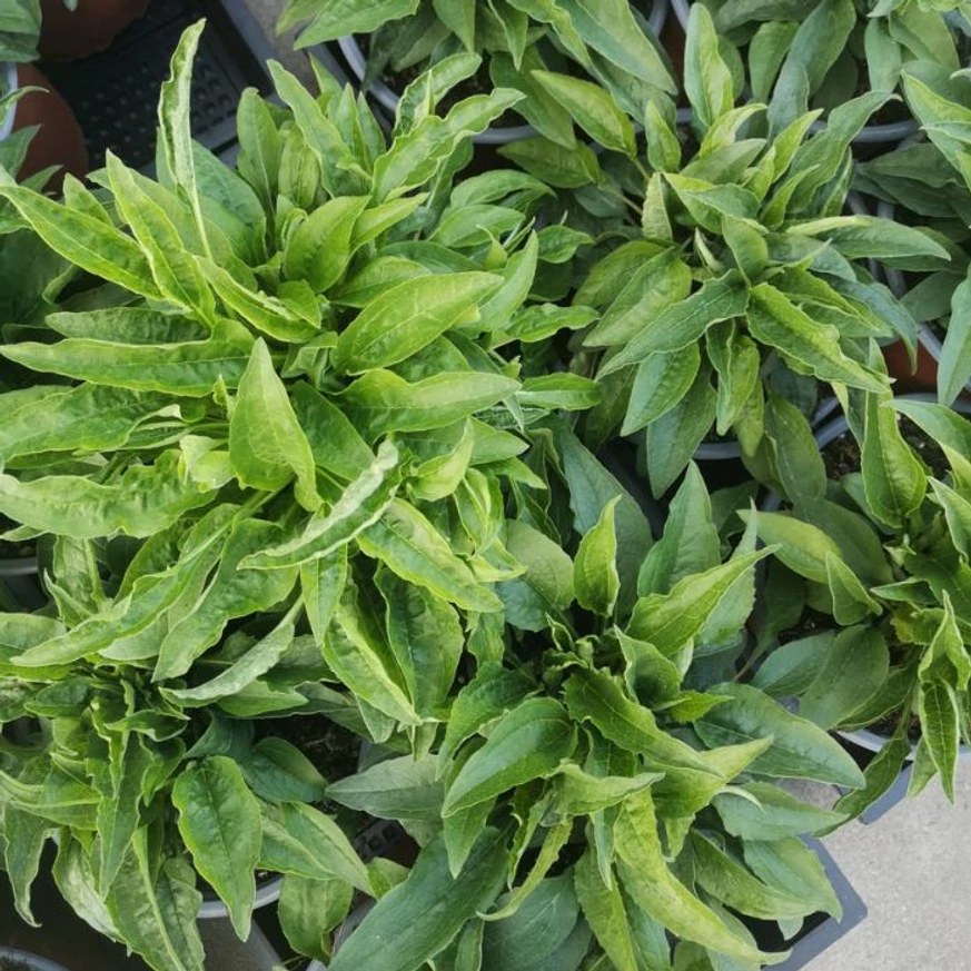 Echinacea purpurea Mix XL - Echinaceea