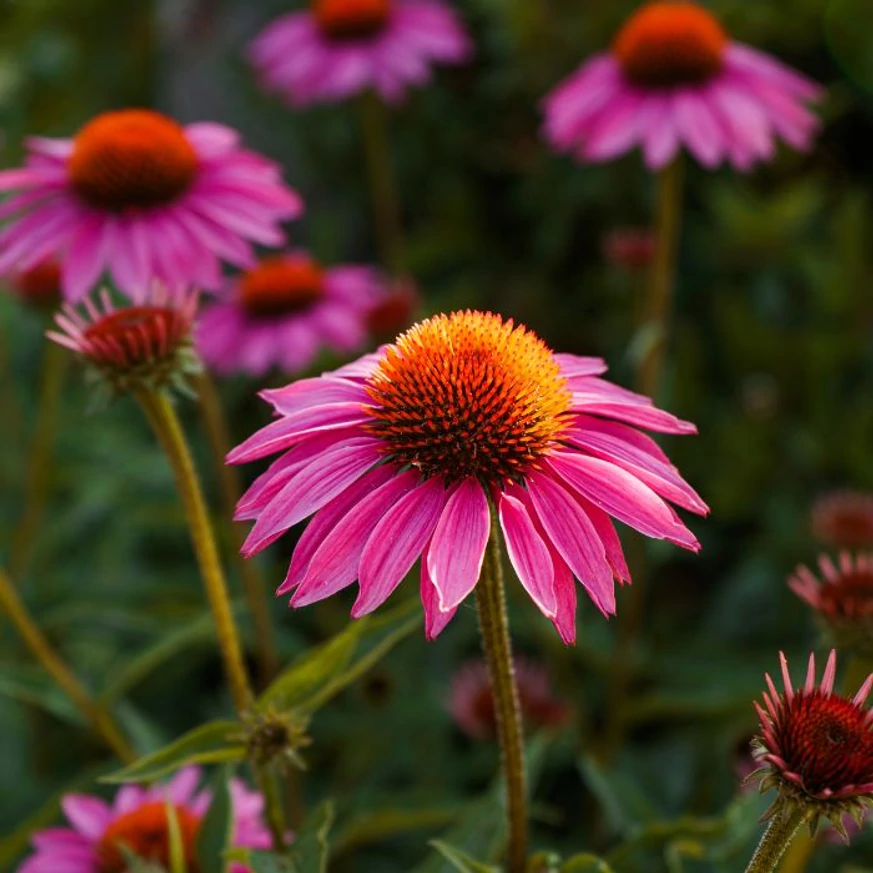 Florile echinaceei. 