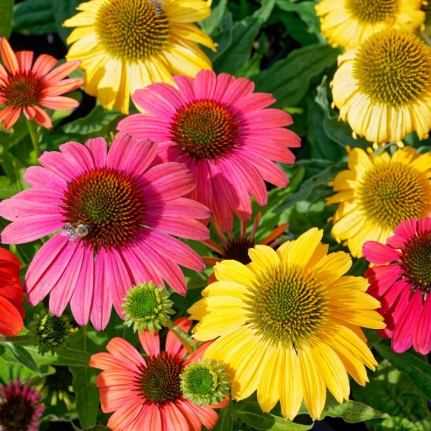 Echinacea purpurea Mix XL - Echinaceea