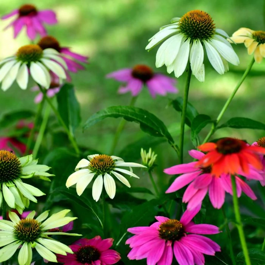 Echinacea purpurea Mix XL - Echinaceea