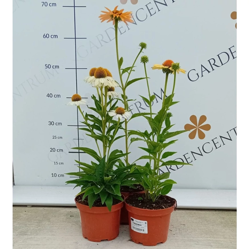 Echinacea purpurea Mix XL - Echinaceea