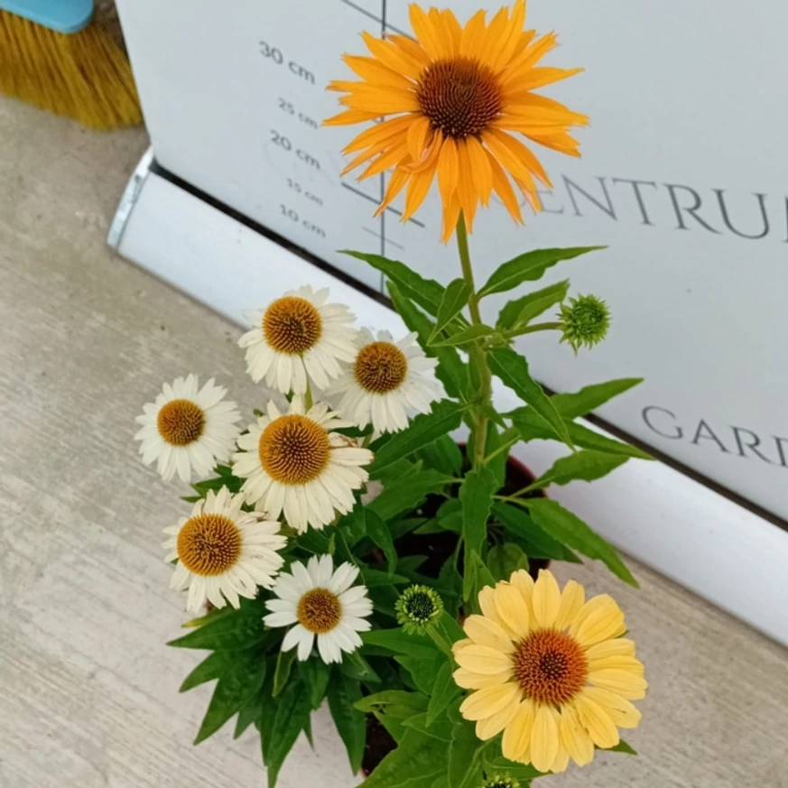 Echinacea purpurea Mix XL - Echinaceea