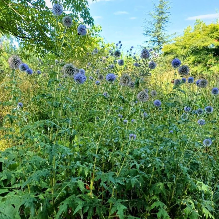 Planta perenă Echinops ritro oferă un spectacol minunat când este plantată în grupuri.