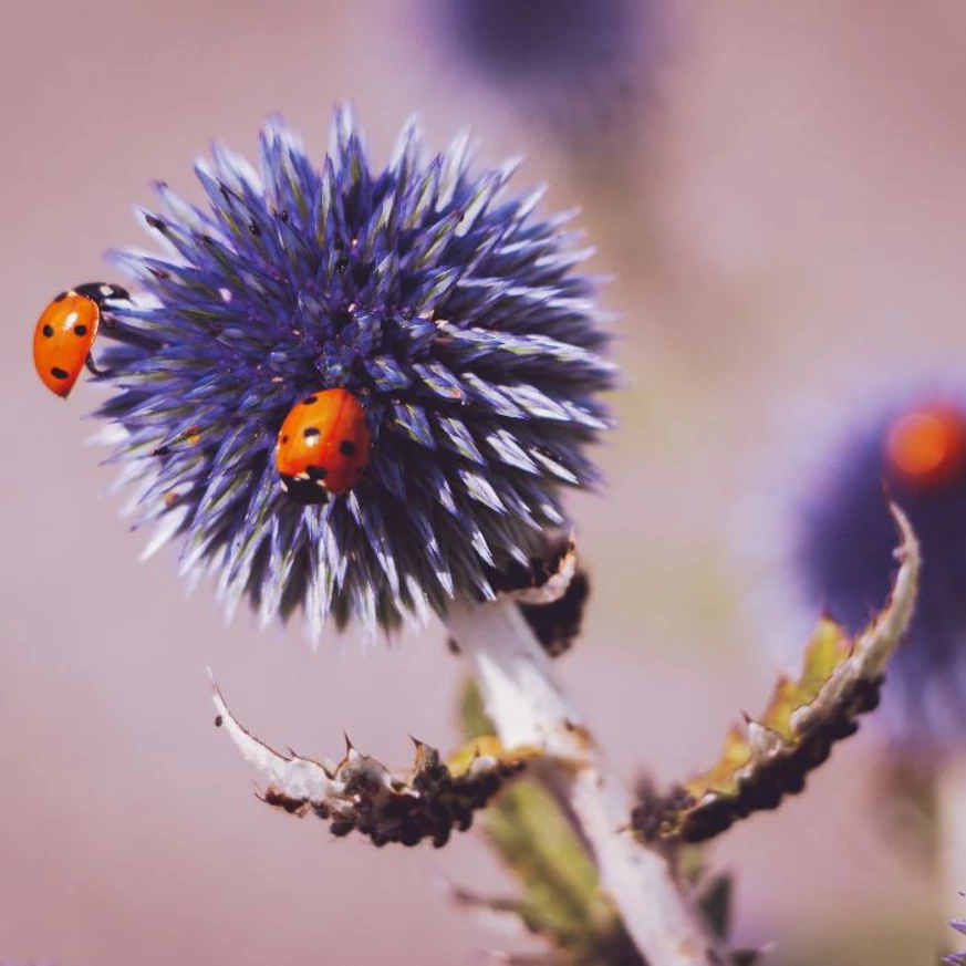 Echinops P9 - Ciulin albastru