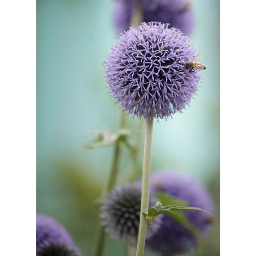 Echinops P9 - Ciulin albastru