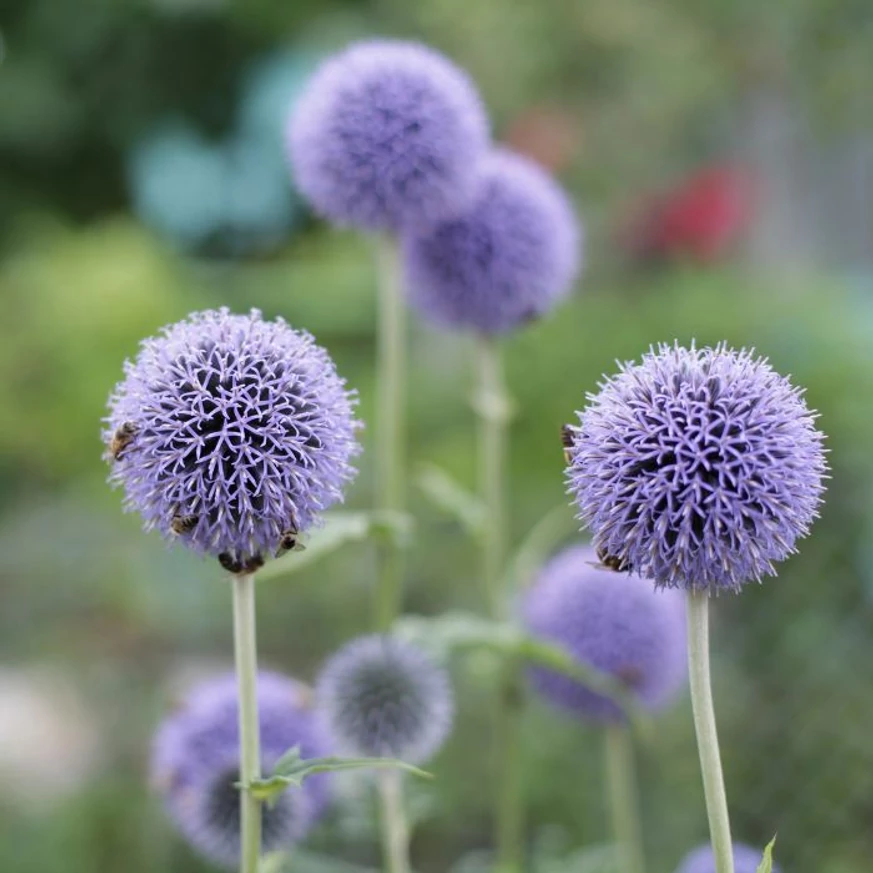 Echinops îți decorează grădina cu florile sale globulare și jucăușe.