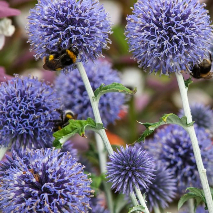 Echinops ritro în timpul înfloririi. 