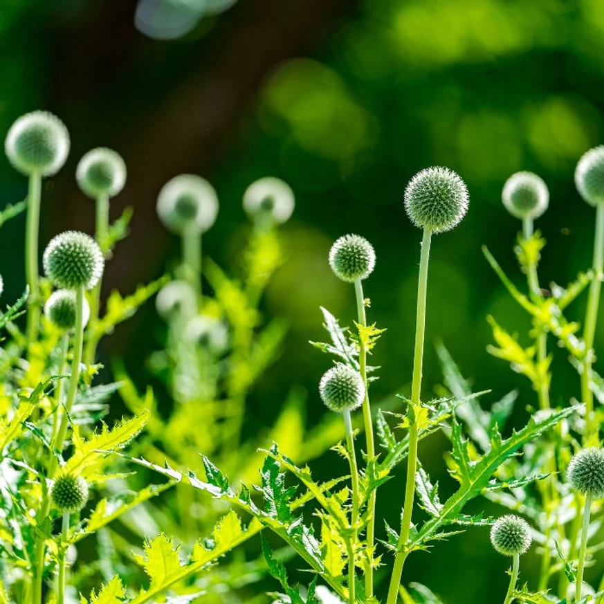 Echinops ritro înainte de înflorire. 