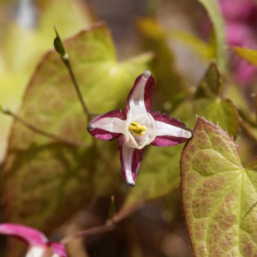 Epimedium rubrum impresionează cu varietatea sa de culori, aducând un plus de eleganță în grădină.