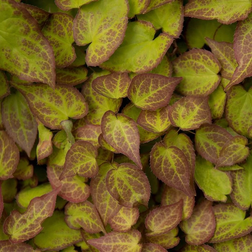 Frunzișul plantei Epimedium rubrum impresionează prin culorile sale spectaculoase atât primăvara, cât și toamna.
