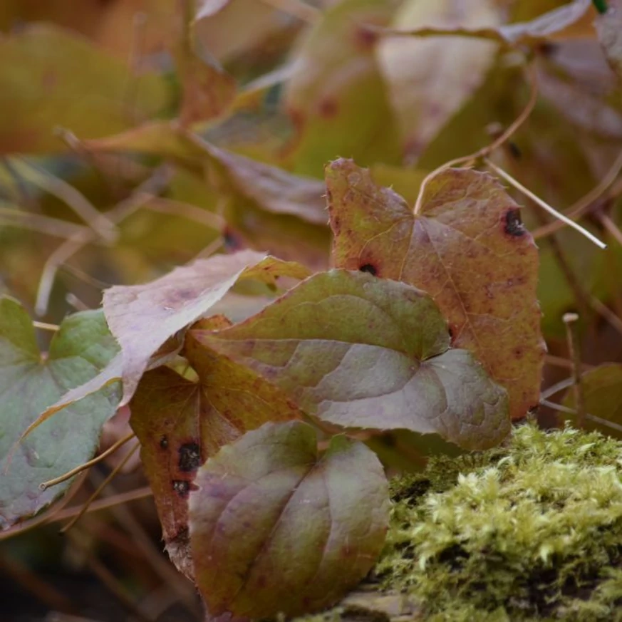 Frunzele de toamnă ale plantei Epimedium rubrum, în nuanțe superbe de maro-vișiniu.