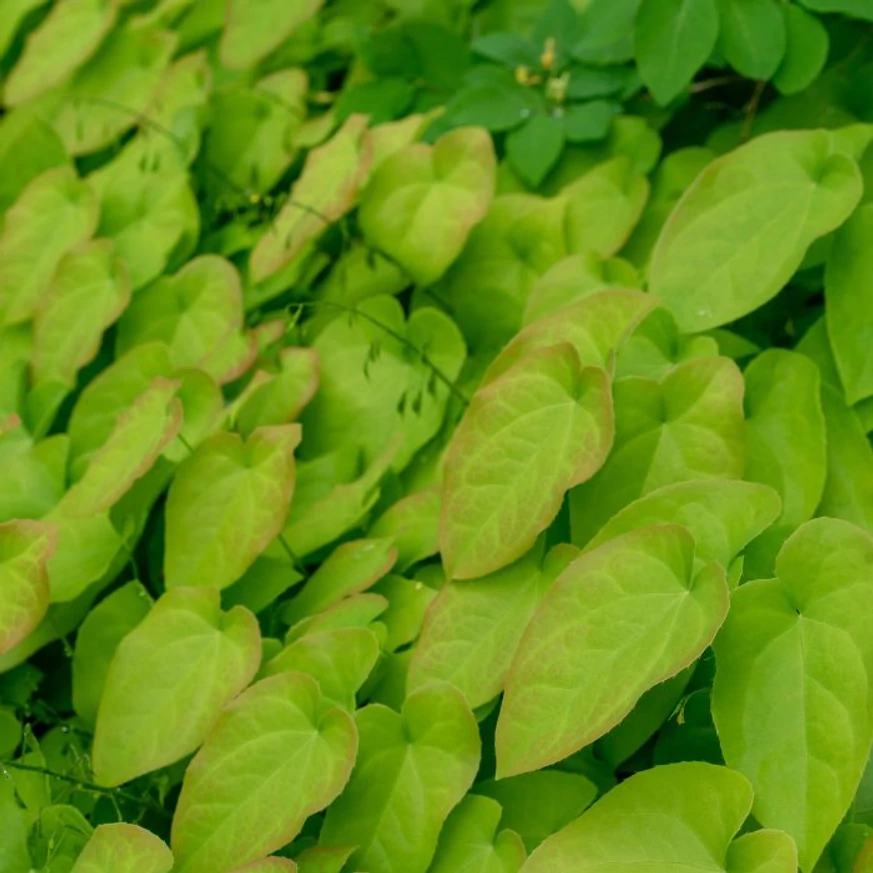 Vara, frunzele de Epimedium rubrum se înverzesc și creează un covor decorativ.
