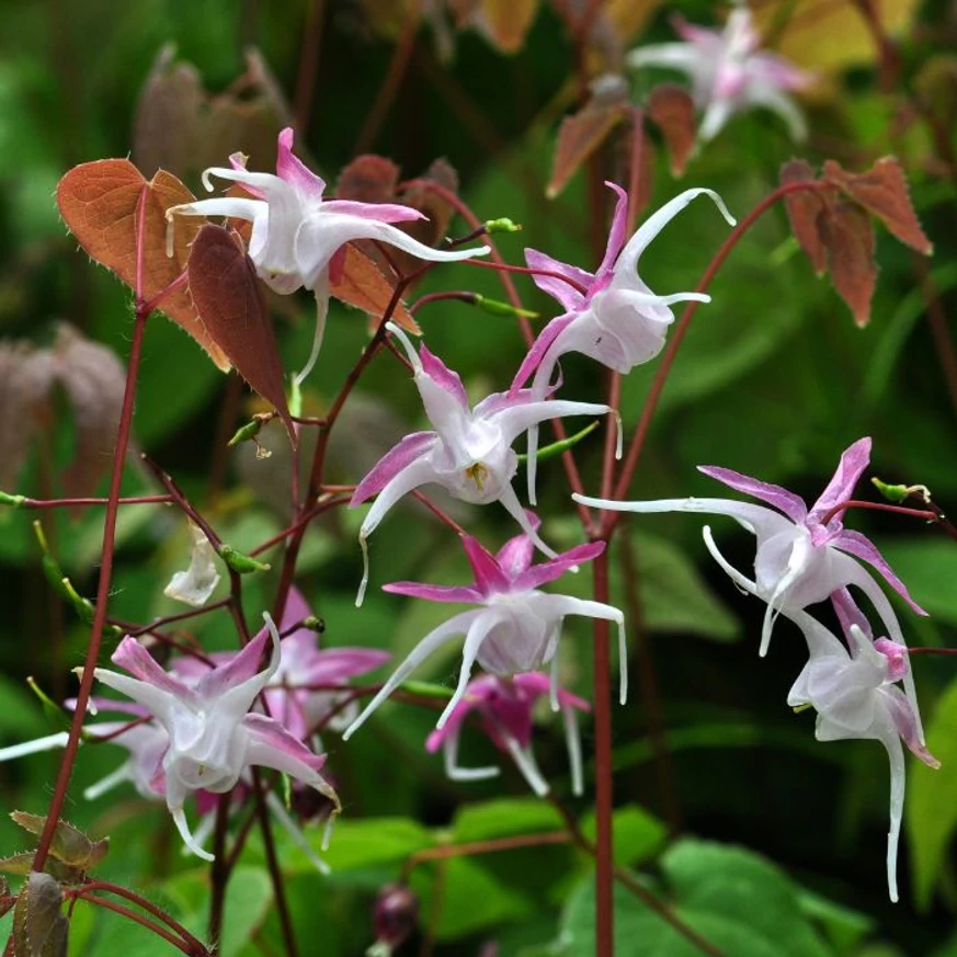 Epimedium rubrum își ridică delicat florile pe tulpini subțiri și grațioase.
