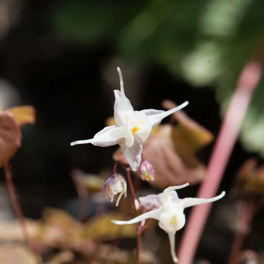 Epimedium rubrum cu flori albe. 