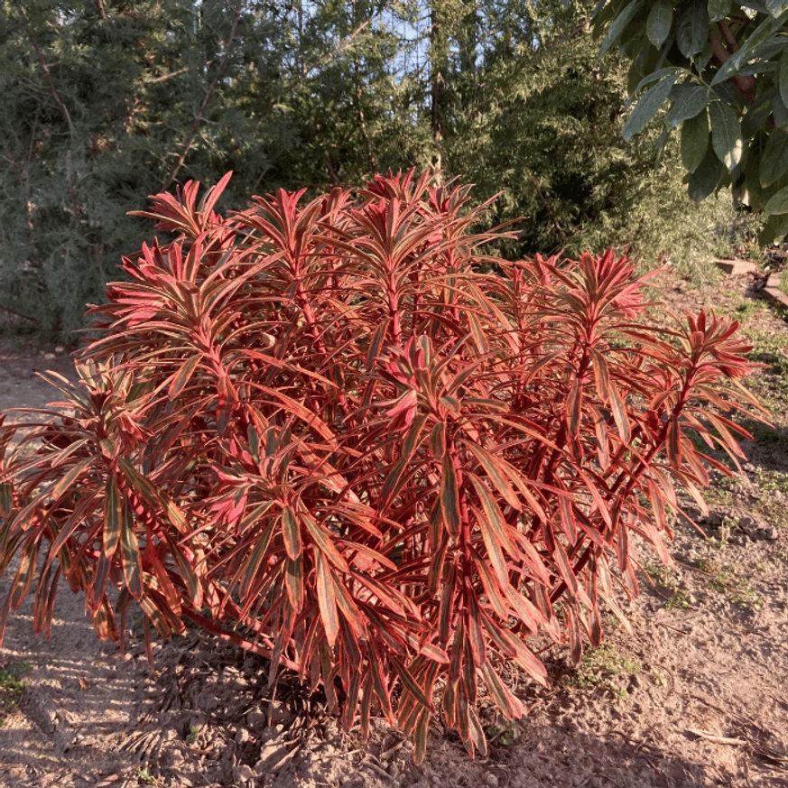 Euphorbia Ascot Rainbow la începutul lunii martie